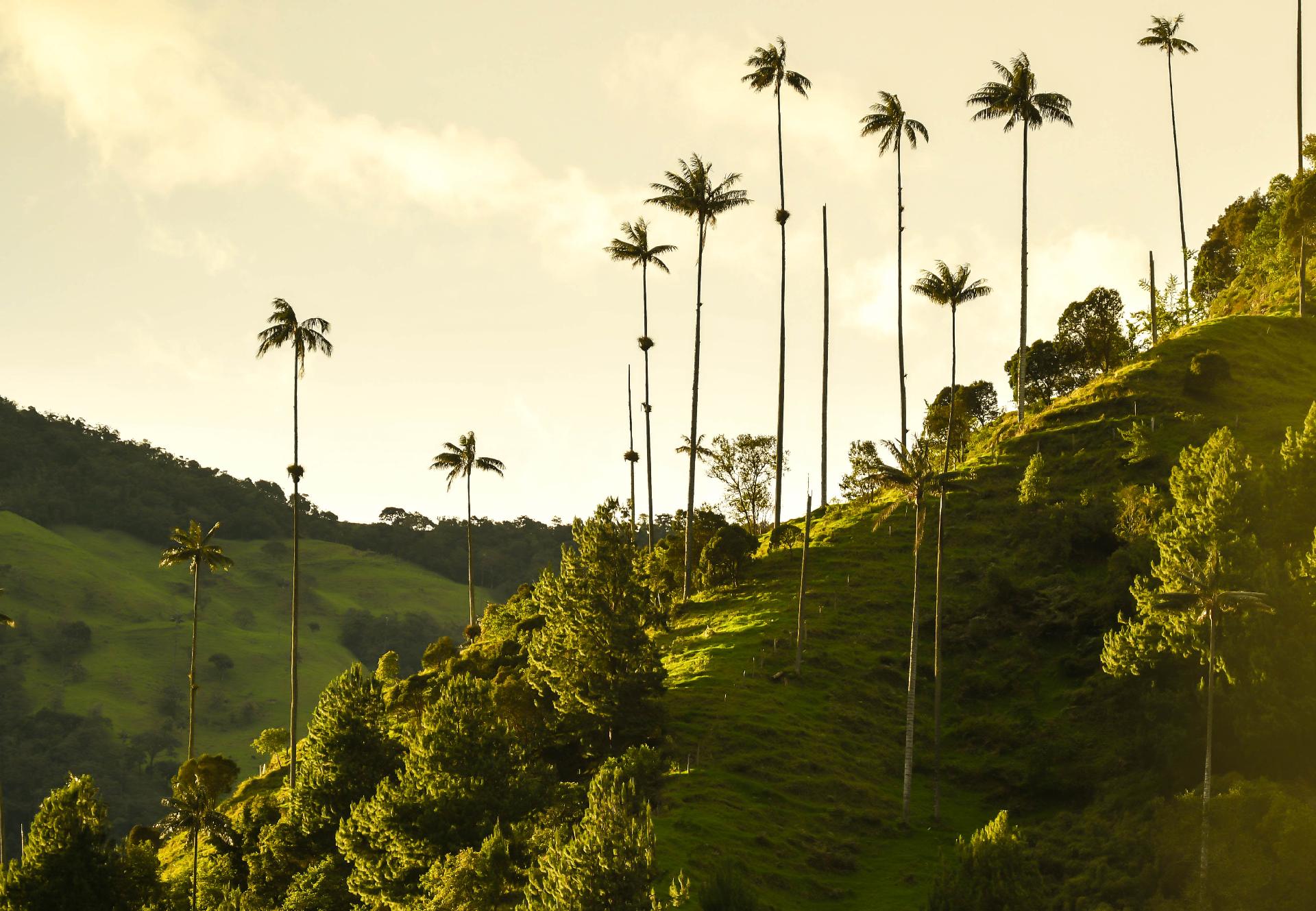 Palmas de cera del Valle del Cocora, árbol nacional de Colombia, Quindío