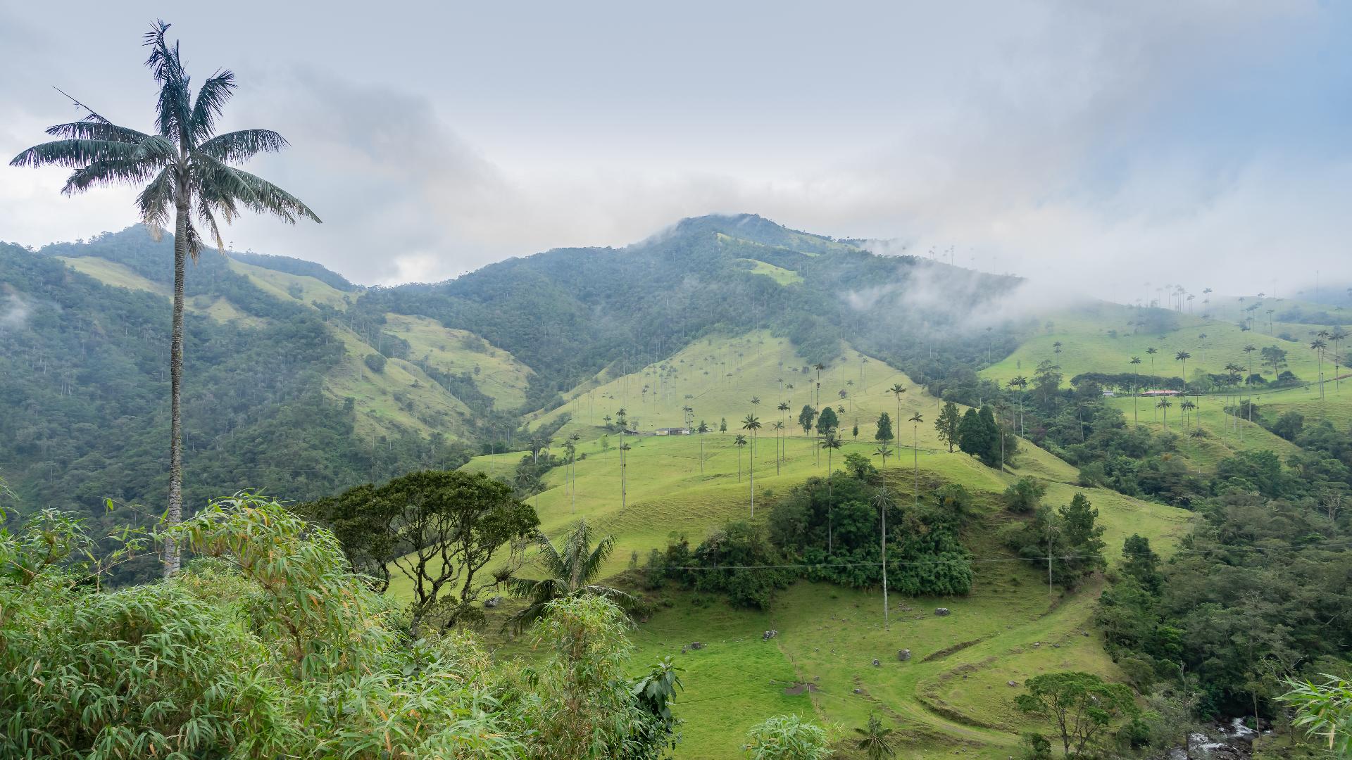 Valle del Cocora, Quindío — palmas de cera del Eje Cafetero